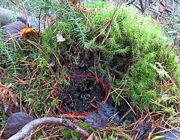 Attēlu rezultāti vaicājumam “Vibrissea decolorans”