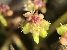 Attēlu rezultāti vaicājumam “Hydrocotyle vulgaris”