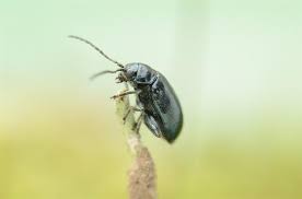 Attēlu rezultāti vaicājumam “Altica sp.”