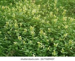 Attēlu rezultāti vaicājumam “Galeopsis speciosa leaf”