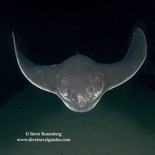 Image result for Myliobatis freminvillei