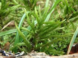 Attēlu rezultāti vaicājumam “Siphoptychium violaceum young”