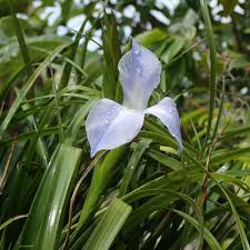 Image result for tillandsia umbellata