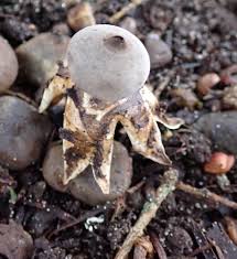 Attēlu rezultāti vaicājumam “Geastrum minimum”