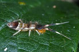 Attēlu rezultāti vaicājumam “Orchesella flavescens”