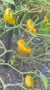 Afbeeldingsresultaat voor yellow mushroom hot pepper
