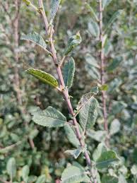 Attēlu rezultāti vaicājumam “Salix cinerea female flower”