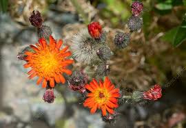 Attēlu rezultāti vaicājumam “Pilosella aurantiaca flower”