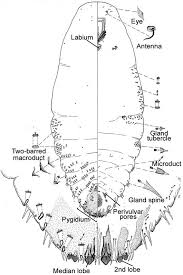 Attēlu rezultāti vaicājumam “Chionaspis salicis”