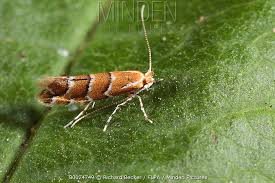 Attēlu rezultāti vaicājumam “Cameraria ohridella”