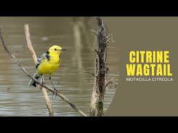 Attēlu rezultāti vaicājumam “Motacilla citreola”