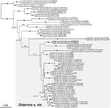 Attēlu rezultāti vaicājumam “Diderma ochraceum macro”