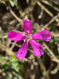 Image result for Silene schafta