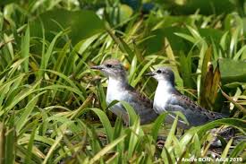 Attēlu rezultāti vaicājumam “Chlidonias hybrida adult”