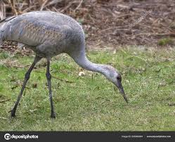 Image result for Grus canadensis