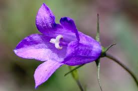 Attēlu rezultāti vaicājumam “Campanula rotundifolia flower”