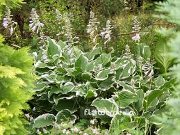 Image result for Hosta fortunei albomarginata