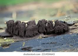 Attēlu rezultāti vaicājumam “Stemonitis fusca plasmodium”