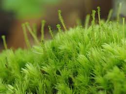 Attēlu rezultāti vaicājumam “Aulacomnium”