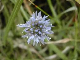 Attēlu rezultāti vaicājumam “Jasione montana leaf”