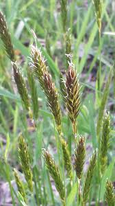 Attēlu rezultāti vaicājumam “Anthoxanthum odoratum”