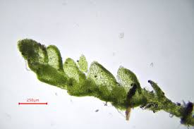 Attēlu rezultāti vaicājumam “Cladopodiella francisci”