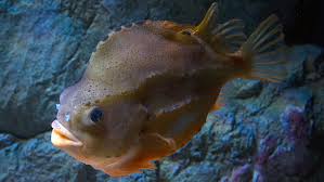 Image result for Cyclopterus lumpus