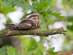 Attēlu rezultāti vaicājumam “Caprimulgus europaeus”