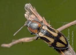 Attēlu rezultāti vaicājumam “Selatosomus cruciatus”