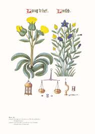 Attēlu rezultāti vaicājumam “Linum catharticum fruit”