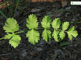 Image result for Pimpinella saxifraga