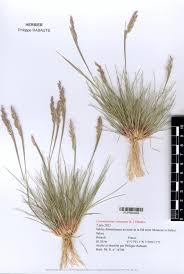 Attēlu rezultāti vaicājumam “Corynephorus canescens”