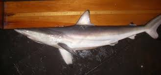 Image result for Carcharhinus brevipinna