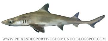 Image result for Mustelus canis