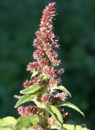 Attēlu rezultāti vaicājumam “Amaranthus retroflexus flower”