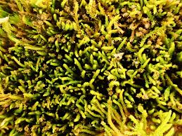 Attēlu rezultāti vaicājumam “Pseudoleskeella nervosa”