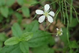 Attēlu rezultāti vaicājumam “Moehringia lateriflora flower”
