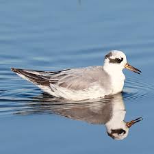 Attēlu rezultāti vaicājumam “Phalaropus fulicarius adult”