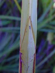 Attēlu rezultāti vaicājumam “Carex atherodes”