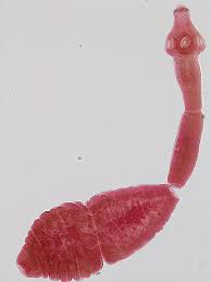 Image result for cestoda excrement dog