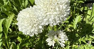 Image result for Scabiosa canescens