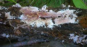 Attēlu rezultāti vaicājumam “Steccherinum fimbriatum”