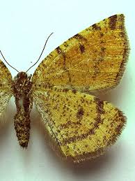 Attēlu rezultāti vaicājumam “Epirranthis diversata”