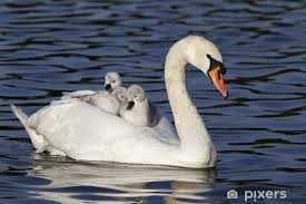 Image result for Cygnus cygnus