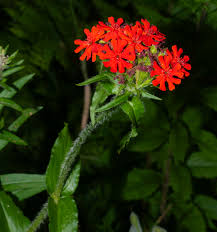 Image result for Lychnis chalcedonica `Dusky Salmon`