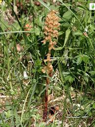 Attēlu rezultāti vaicājumam “Neottia nidus-avis flower”