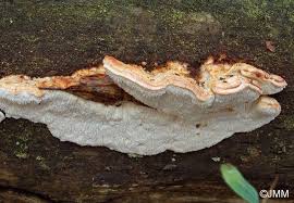 Attēlu rezultāti vaicājumam “Postia fragilis”