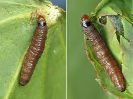 Attēlu rezultāti vaicājumam “Notocelia roborana”