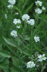 Attēlu rezultāti vaicājumam “Berteroa incana flower”