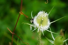 Attēlu rezultāti vaicājumam “Dipsacus fullonum flower”